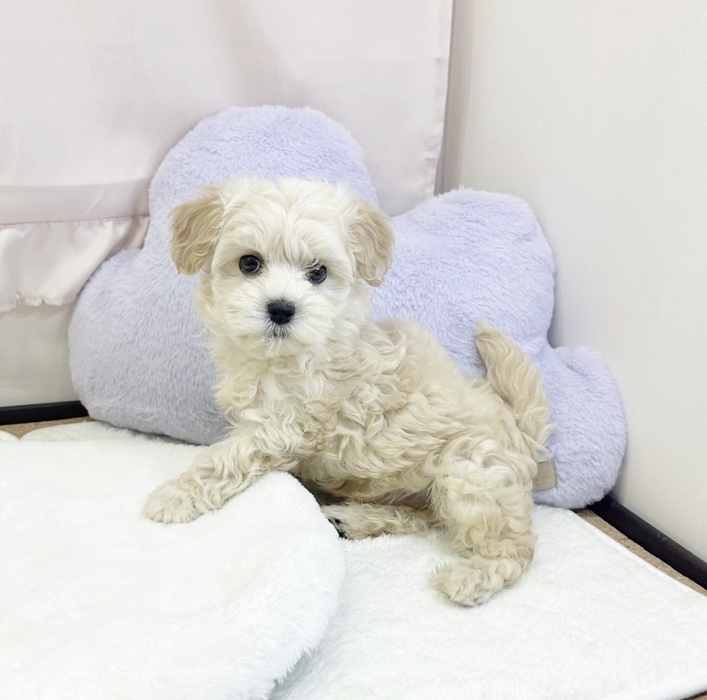 静岡県のマルプー(マルチーズ×プードル) (犬の家＆猫の里マークイズ静岡店/2026年4月7日生まれ/男の子/クリーム)の子犬の3枚目の画像