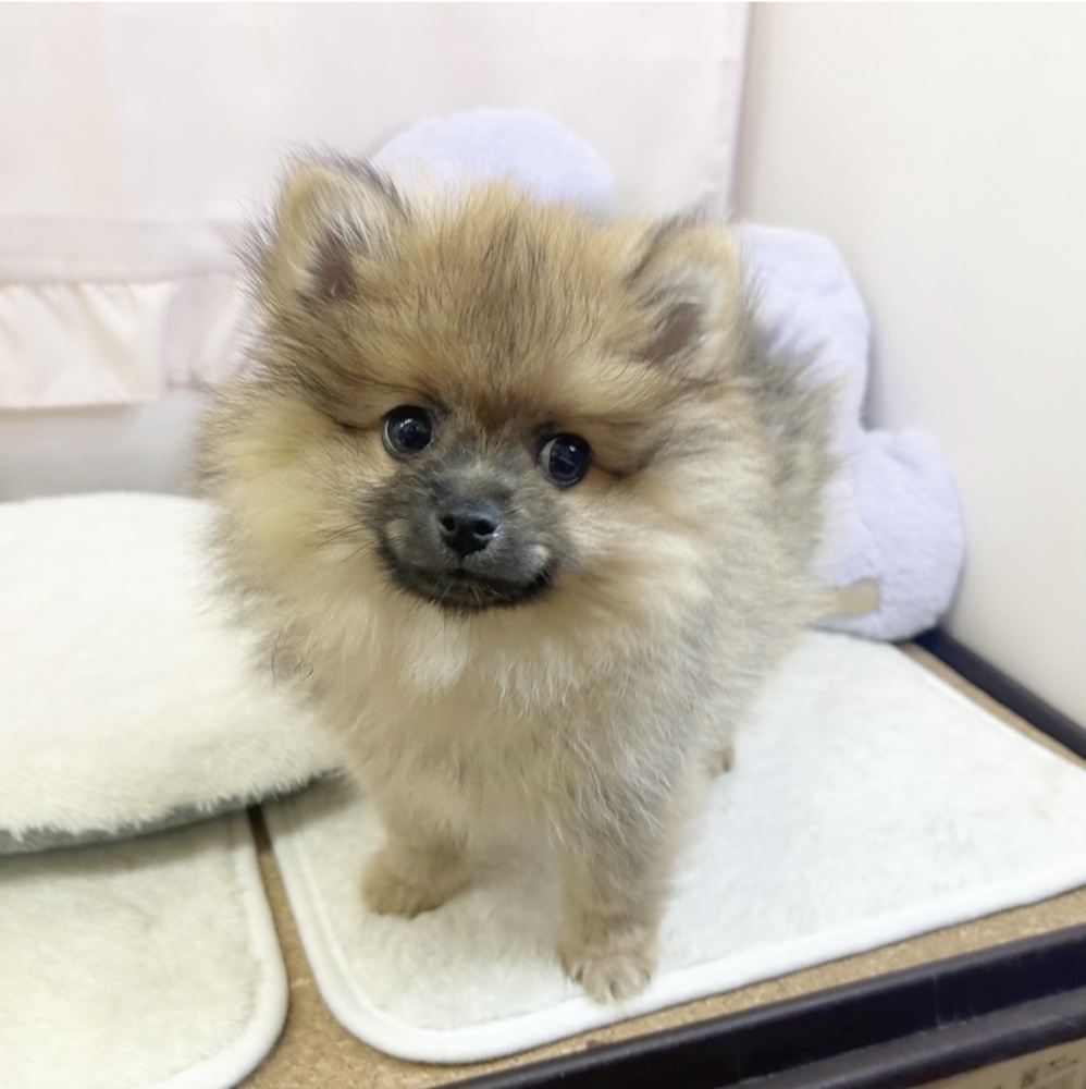 静岡県のポメラニアン (犬の家＆猫の里マークイズ静岡店/2026年3月16日生まれ/男の子/オレンジ)の子犬の3枚目の画像