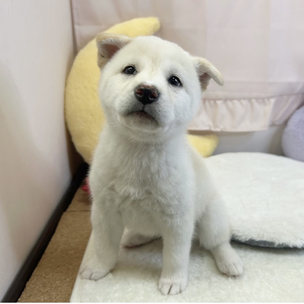 静岡県の柴犬(標準サイズ) (犬の家＆猫の里マークイズ静岡店/2026年3月30日生まれ/女の子/白)の子犬の3枚目の画像