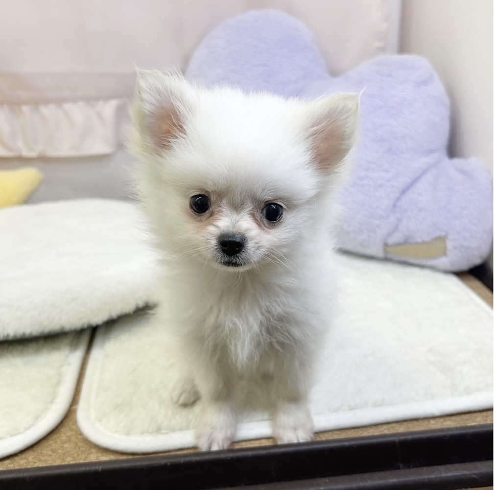 静岡県のポメチワ/チワポメ/ポメチー(ポメラニアン×チワワ) (犬の家＆猫の里マークイズ静岡店/2026年3月27日生まれ/男の子/クリーム)の子犬の3枚目の画像