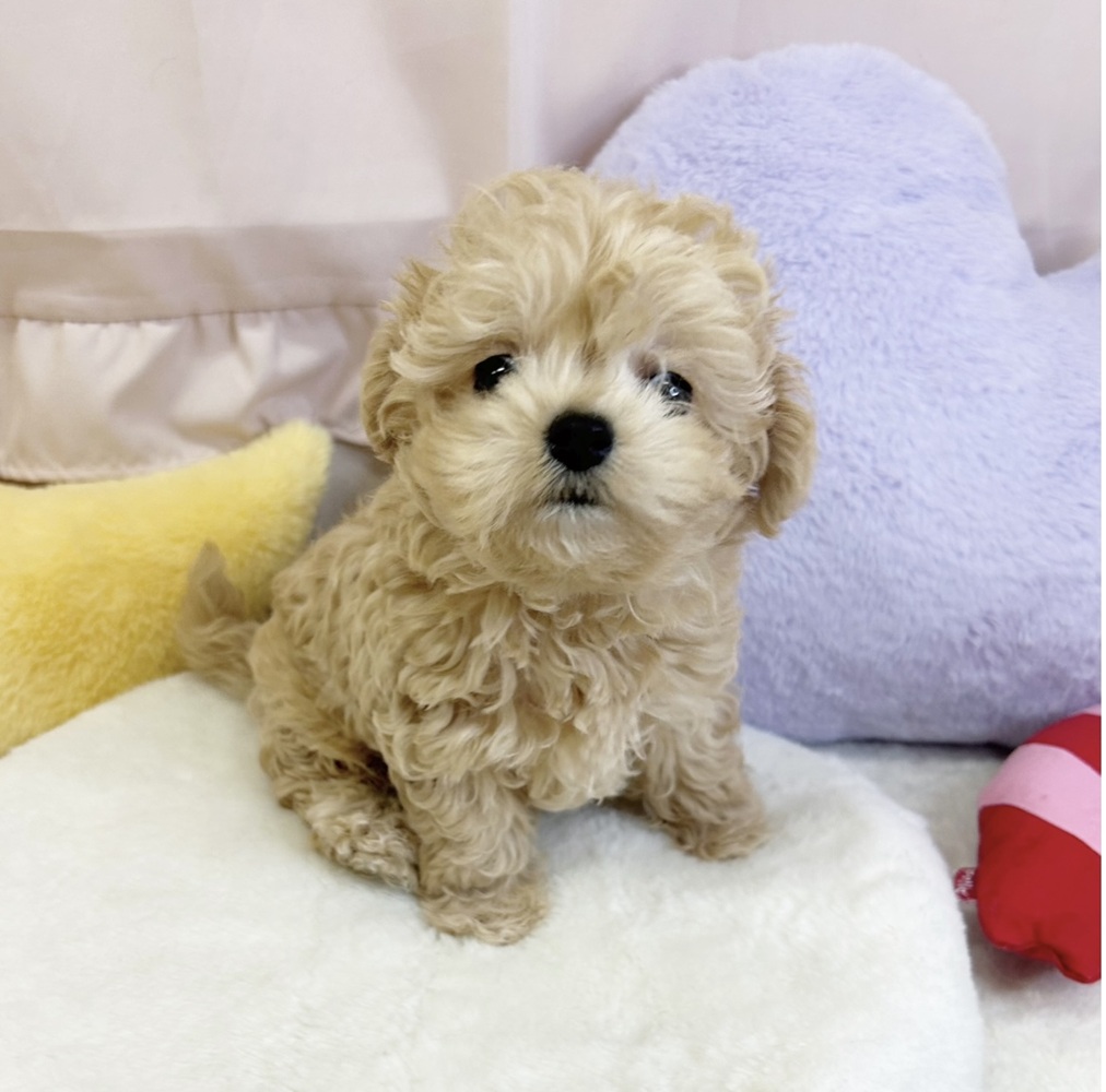 静岡県のチワプー/プーチー(チワワ×プードル) (犬の家＆猫の里マークイズ静岡店/2026年3月25日生まれ/男の子/アプリコット)の子犬の1枚目の画像