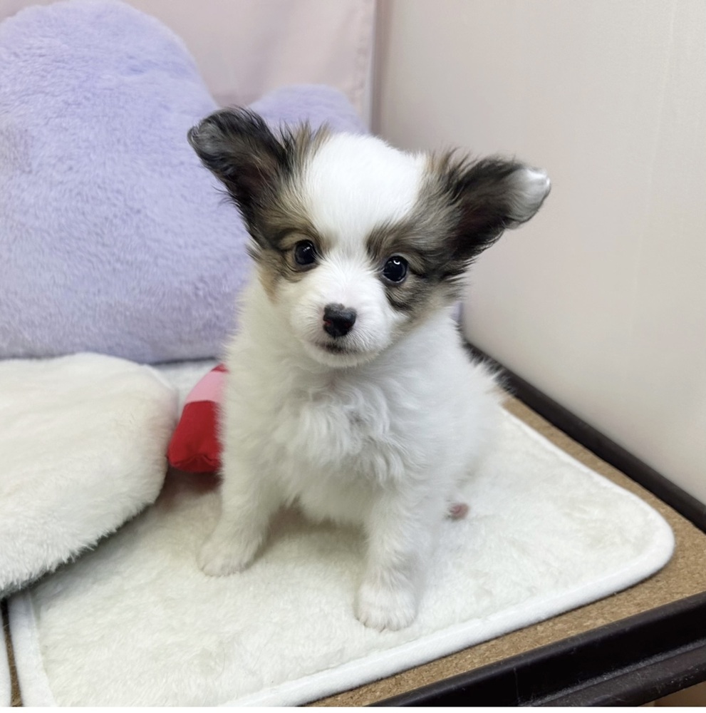 静岡県のパピヨン (犬の家＆猫の里マークイズ静岡店/2026年4月5日生まれ/男の子/ホワイトブラウン)の子犬の3枚目の画像