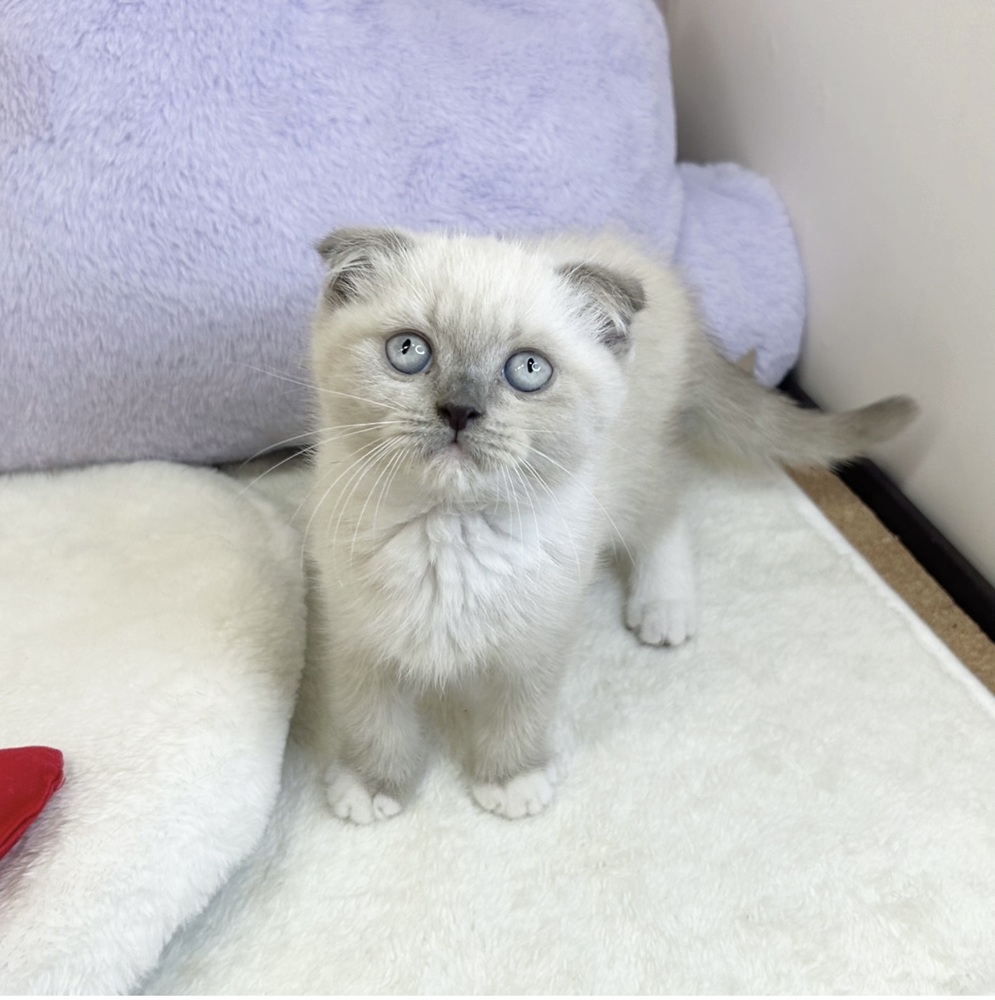静岡県のスコティッシュフォールド (犬の家＆猫の里マークイズ静岡店/2026年3月27日生まれ/男の子/ブルーポイントホワイト)の子猫の3枚目の画像