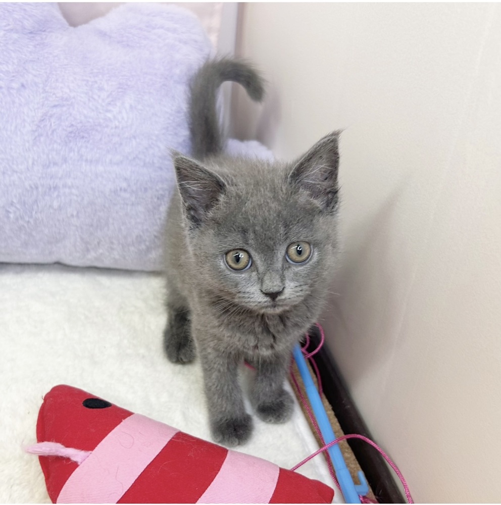 静岡県のブリティッシュショートヘアー (犬の家＆猫の里マークイズ静岡店/2026年3月21日生まれ/女の子/ブルー)の子猫の3枚目の画像