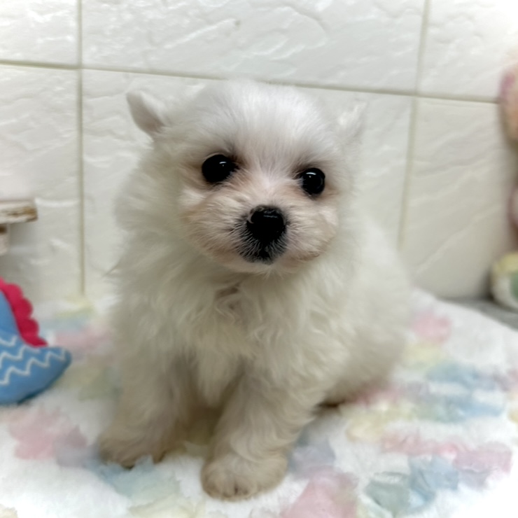 兵庫県のポメビション(ポメラニアン×ビションフリーゼ) (犬の家＆猫の里ゆめタウン姫路店/2025年9月6日生まれ/女の子/ホワイト)の子犬の3枚目の画像