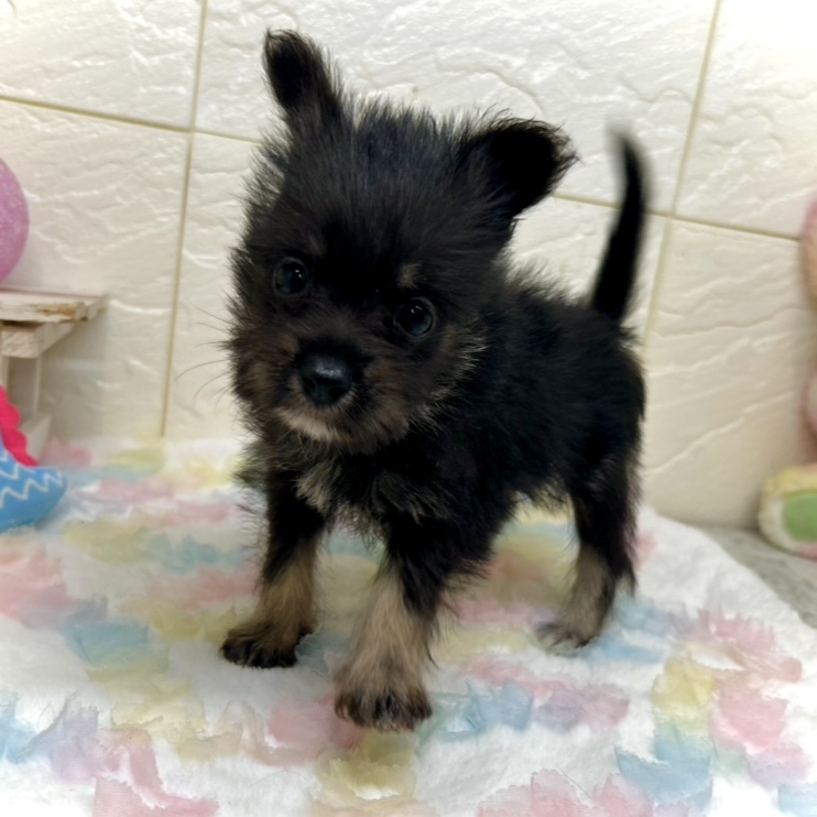 兵庫県のポメシュナ/シュナポメ(ポメラニアン×シュナウザー) (犬の家＆猫の里ゆめタウン姫路店/2025年8月30日生まれ/女の子/ブラックタン)の子犬の3枚目の画像