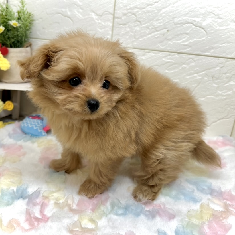 兵庫県のポメプー(ポメラニアン×プードル) (犬の家＆猫の里ゆめタウン姫路店/2025年9月4日生まれ/女の子/アプリコット)の子犬の3枚目の画像