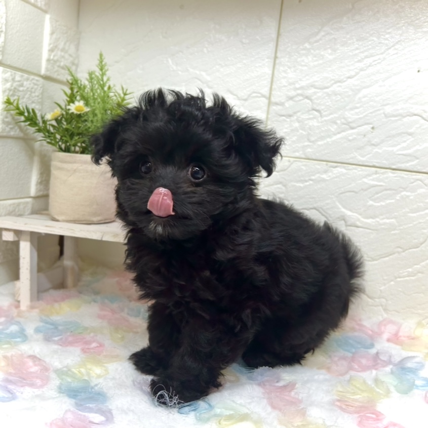 兵庫県のチワプー/プーチー(チワワ×プードル) (犬の家＆猫の里ゆめタウン姫路店/2025年10月26日生まれ/女の子/ブラック)の子犬の3枚目の画像