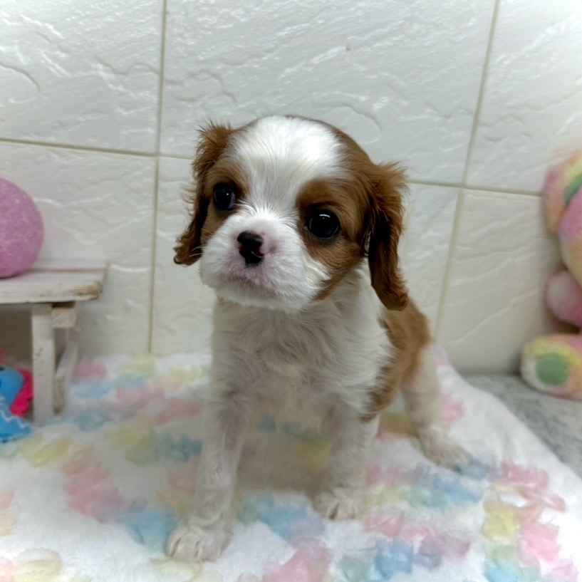 兵庫県のキャバリアキングチャールズスパニエル (犬の家＆猫の里ゆめタウン姫路店/2025年8月26日生まれ/男の子/ブレンハイム)の子犬の3枚目の画像