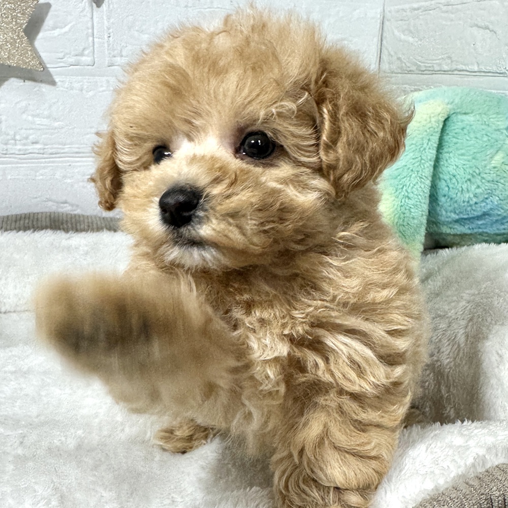 兵庫県のマルプー(マルチーズ×プードル) (犬の家＆猫の里ニッケパークタウン加古川店/2026年5月1日生まれ/女の子/クリーム)の子犬の3枚目の画像