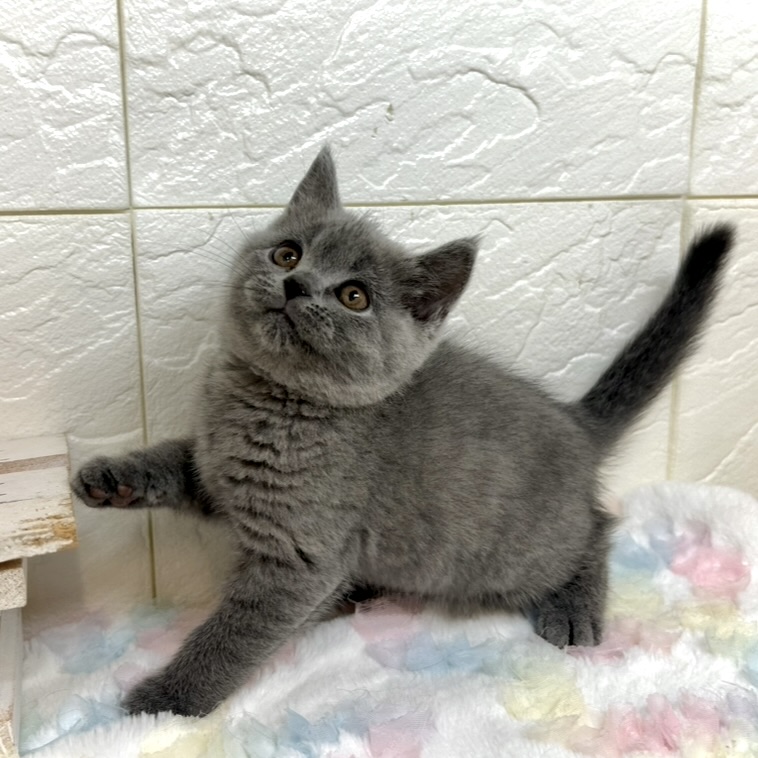 兵庫県のブリティッシュショートヘアー (犬の家＆猫の里ゆめタウン姫路店/2025年9月2日生まれ/女の子/ブルー)の子猫の3枚目の画像