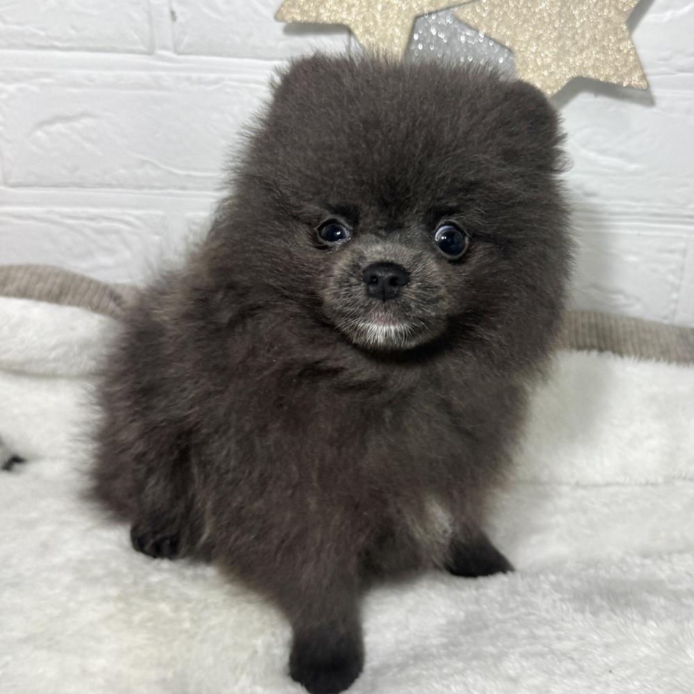 兵庫県のポメラニアン (犬の家＆猫の里ニッケパークタウン加古川店/2026年4月11日生まれ/男の子/ブルー)の子犬の3枚目の画像