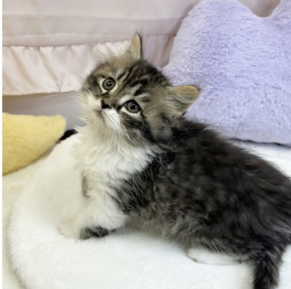 静岡県のマンチカン (犬の家＆猫の里マークイズ静岡店/2026年4月14日生まれ/男の子/ブラウンタビーホワイト)の子猫の3枚目の画像