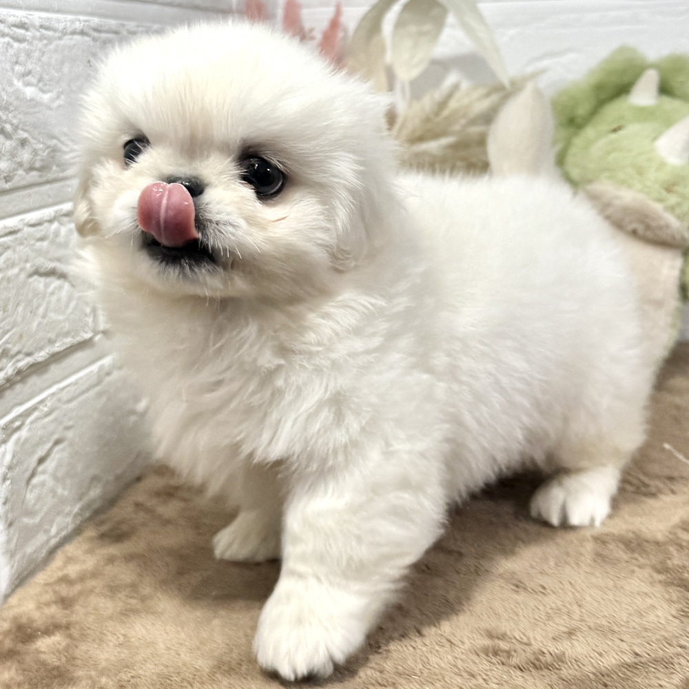 兵庫県のペキニーズ (犬の家＆猫の里ニッケパークタウン加古川店/2025年10月15日生まれ/男の子/ホワイト)の子犬の3枚目の画像