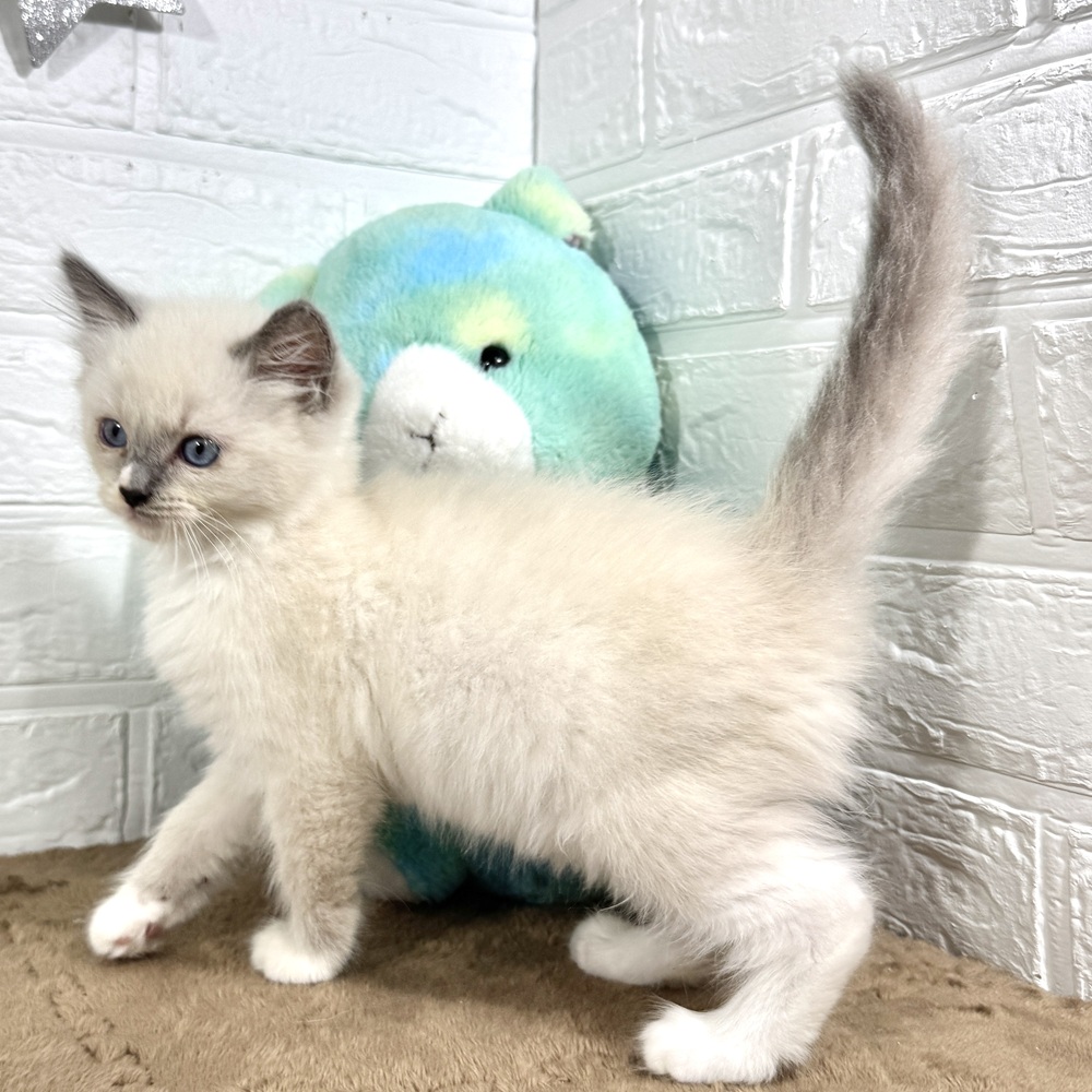 兵庫県のラグドール (犬の家＆猫の里ニッケパークタウン加古川店/2025年10月16日生まれ/女の子/ブルーポイントミテッド)の子猫の3枚目の画像