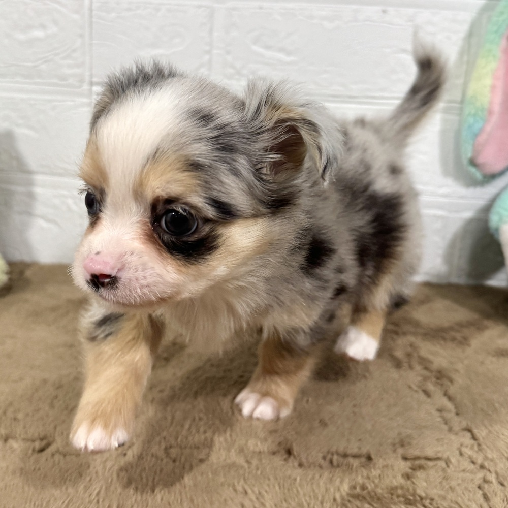 兵庫県のチワックス(チワワ×ダックス) (犬の家＆猫の里ニッケパークタウン加古川店/2025年10月15日生まれ/男の子/ブルーマールホワイト)の子犬の3枚目の画像