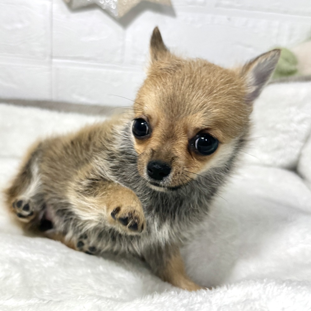 兵庫県のポメチワ/チワポメ/ポメチー(ポメラニアン×チワワ) (犬の家＆猫の里ニッケパークタウン加古川店/2026年5月6日生まれ/女の子/フォーン)の子犬の3枚目の画像