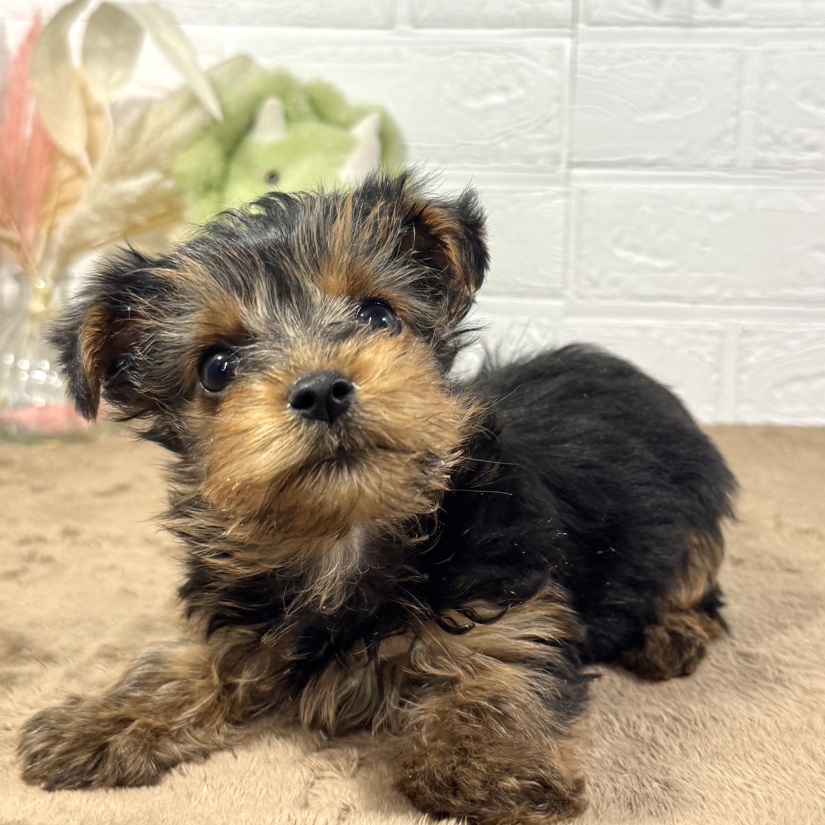 兵庫県のヨークシャーテリア (犬の家＆猫の里ニッケパークタウン加古川店/2025年10月12日生まれ/男の子/スチールブルータン)の子犬の3枚目の画像