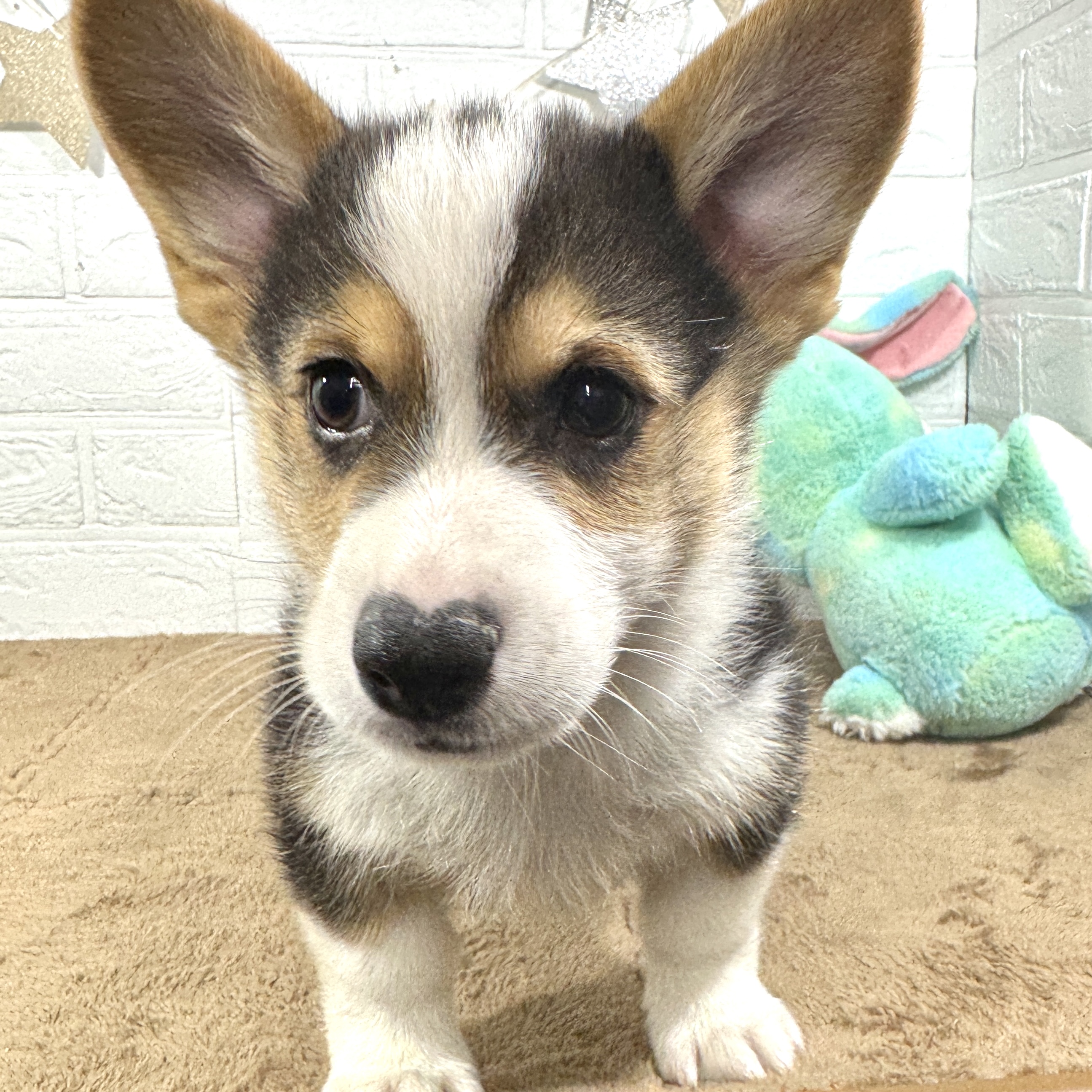 兵庫県のウェルシュコーギーペンブローク (犬の家＆猫の里ニッケパークタウン加古川店/2025年10月12日生まれ/男の子/ブラックタンホワイト)の子犬の3枚目の画像