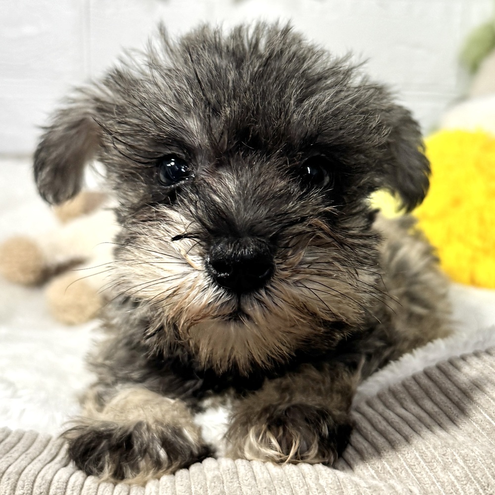 兵庫県のミニチュアシュナウザー (犬の家＆猫の里ニッケパークタウン加古川店/2026年5月17日生まれ/女の子/ソルトペッパー)の子犬の3枚目の画像