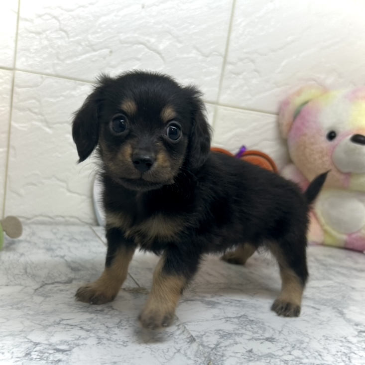 兵庫県のチワックス(チワワ×ダックス) (犬の家＆猫の里ゆめタウン姫路店/2025年6月30日生まれ/男の子/ブラックタン)の子犬の3枚目の画像