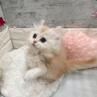 静岡県のアメリカンカール (犬の家＆猫の里プレ葉ウォーク浜北店/2026年1月13日生まれ/女の子/クリーム)の子猫の3枚目の画像