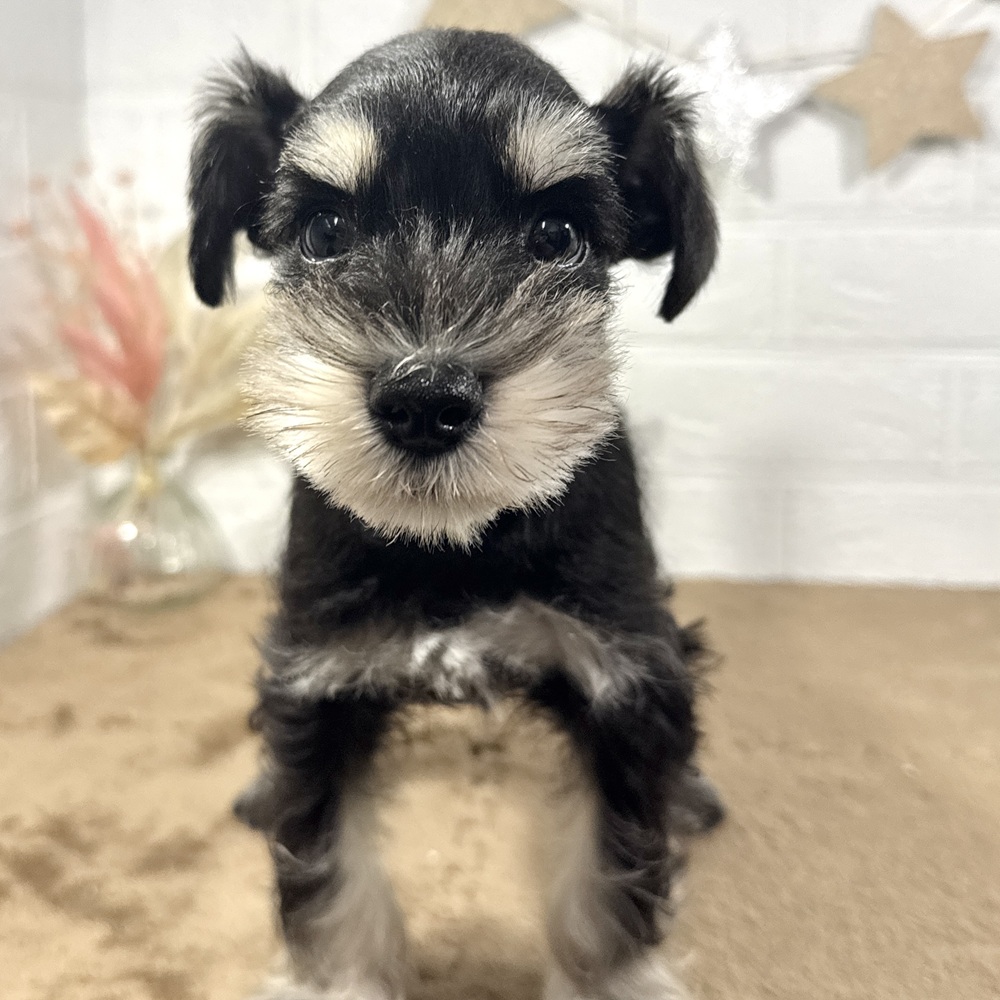 兵庫県のミニチュアシュナウザー (犬の家＆猫の里ニッケパークタウン加古川店/2025年10月22日生まれ/女の子/ブラックシルバー)の子犬の3枚目の画像