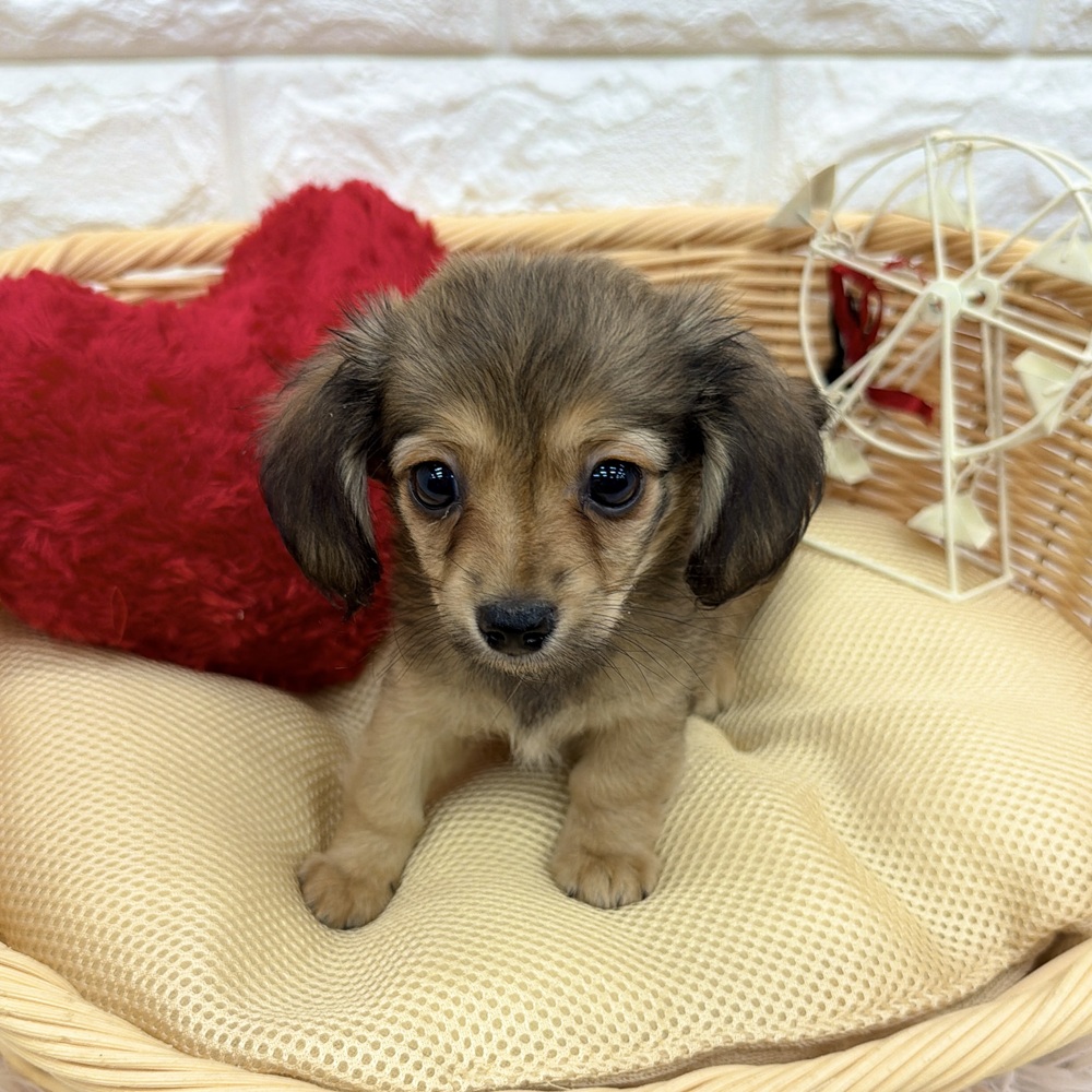 愛知県のチワックス(チワワ×ダックス) (犬の家＆猫の里MEGAドン・キホーテ東海名和店/2026年3月2日生まれ/男の子/レッド)の子犬の3枚目の画像