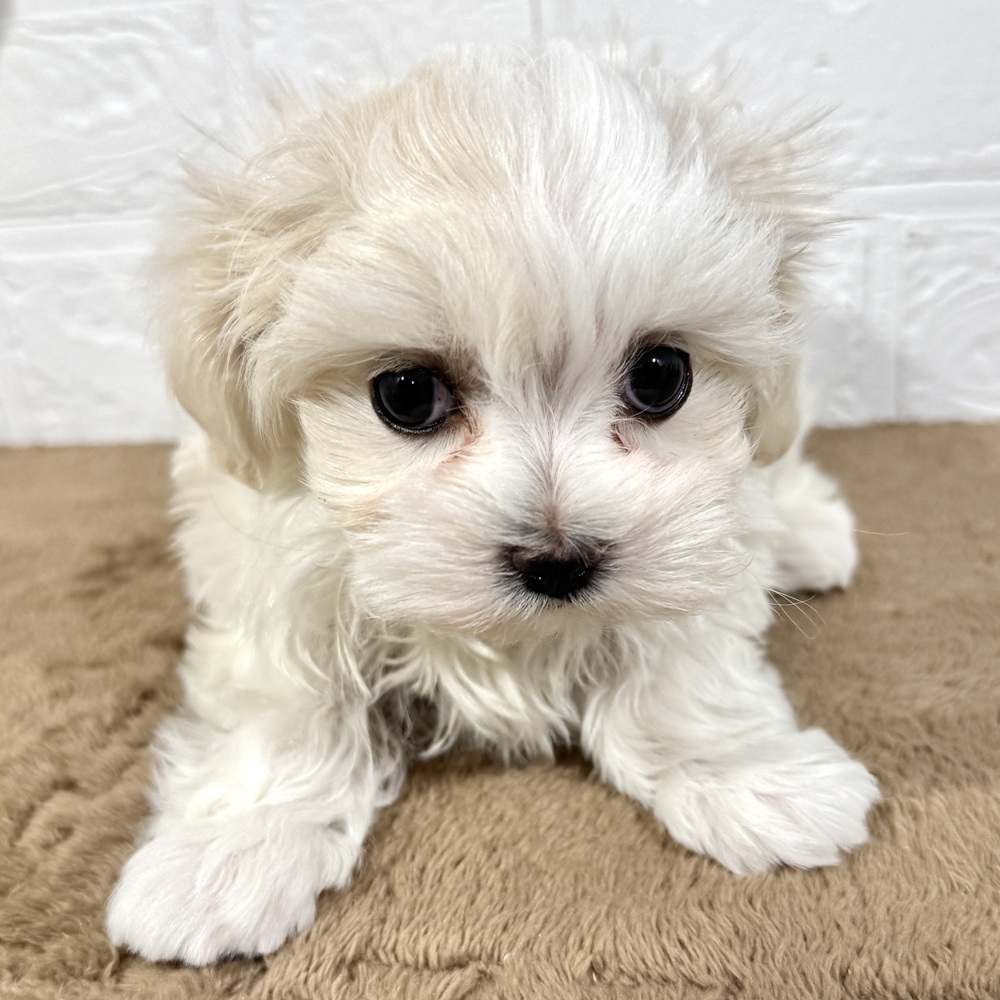 兵庫県のマルチーズ (犬の家＆猫の里ニッケパークタウン加古川店/2025年10月26日生まれ/女の子/ホワイト)の子犬の3枚目の画像