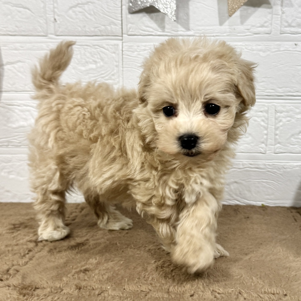 兵庫県のマルプー(マルチーズ×プードル) (犬の家＆猫の里ニッケパークタウン加古川店/2025年10月24日生まれ/男の子/クリーム)の子犬の3枚目の画像