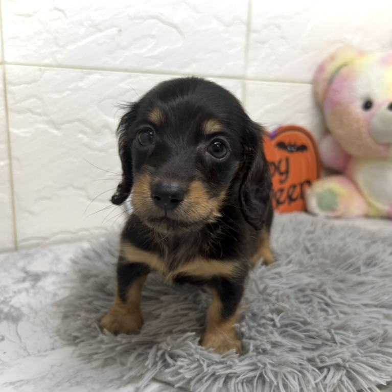兵庫県のミニチュアダックスフンド(ロング) (犬の家＆猫の里ゆめタウン姫路店/2025年7月6日生まれ/女の子/ブラックタン)の子犬の3枚目の画像