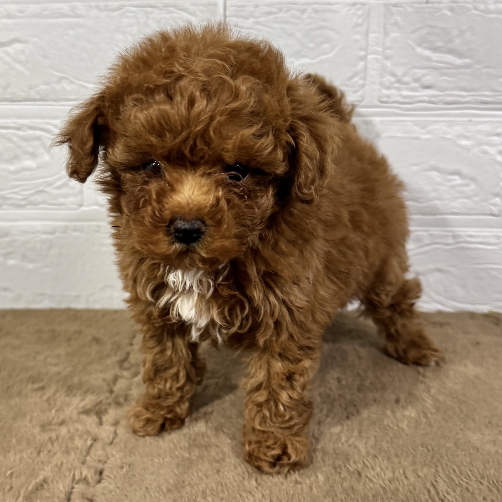 兵庫県のトイプードル(タイニー) (犬の家＆猫の里ニッケパークタウン加古川店/2025年10月24日生まれ/女の子/レッドフォーン)の子犬の3枚目の画像