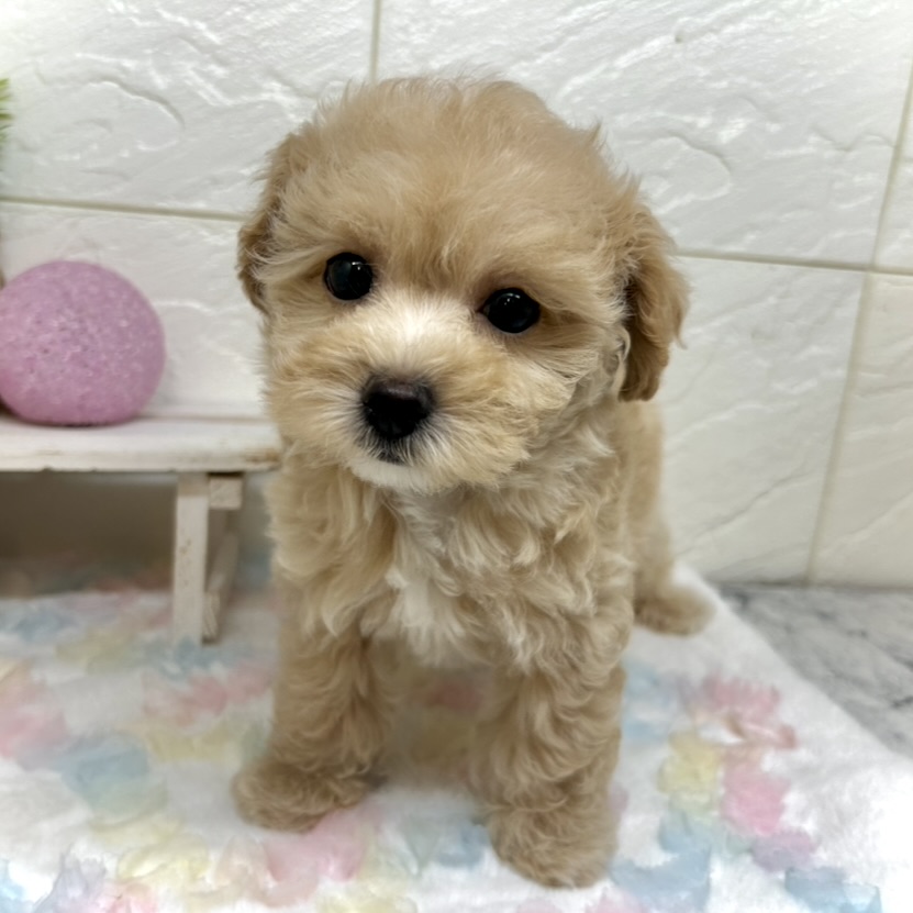 兵庫県のマルプー(マルチーズ×プードル) (犬の家＆猫の里ゆめタウン姫路店/2025年9月9日生まれ/男の子/クリーム)の子犬の3枚目の画像