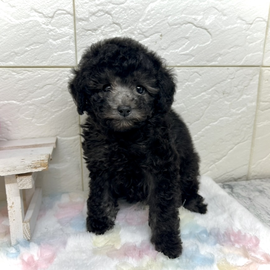 兵庫県のトイプードル(トイ) (犬の家＆猫の里ゆめタウン姫路店/2025年9月9日生まれ/女の子/グレー)の子犬の3枚目の画像
