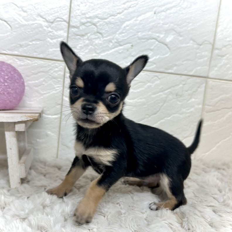 兵庫県のチワワ(スムース) (犬の家＆猫の里ゆめタウン姫路店/2025年11月15日生まれ/男の子/ブラックタン)の子犬の3枚目の画像