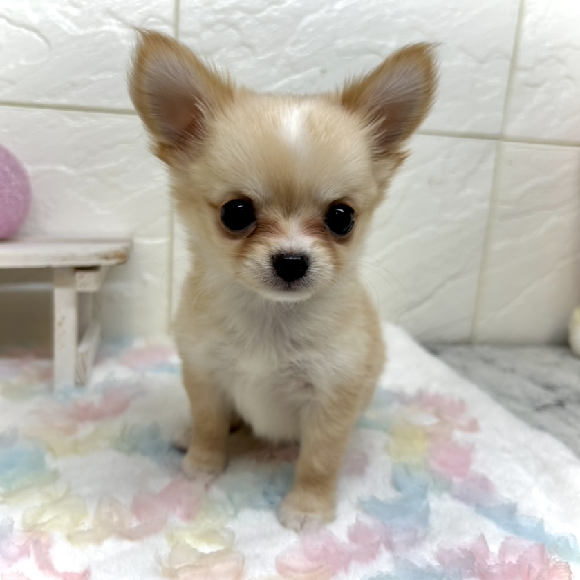 兵庫県のチワワ(ロング) (犬の家＆猫の里ゆめタウン姫路店/2025年9月11日生まれ/女の子/クリームホワイト)の子犬の3枚目の画像