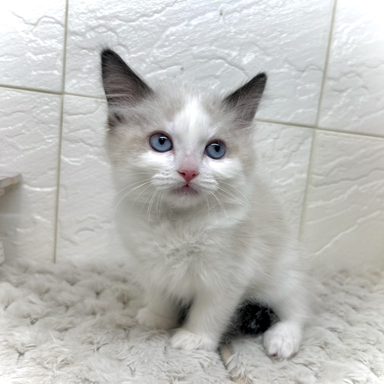 兵庫県のラグドール (犬の家＆猫の里ゆめタウン姫路店/2025年11月10日生まれ/男の子/シールポイントバイカラー)の子猫の3枚目の画像