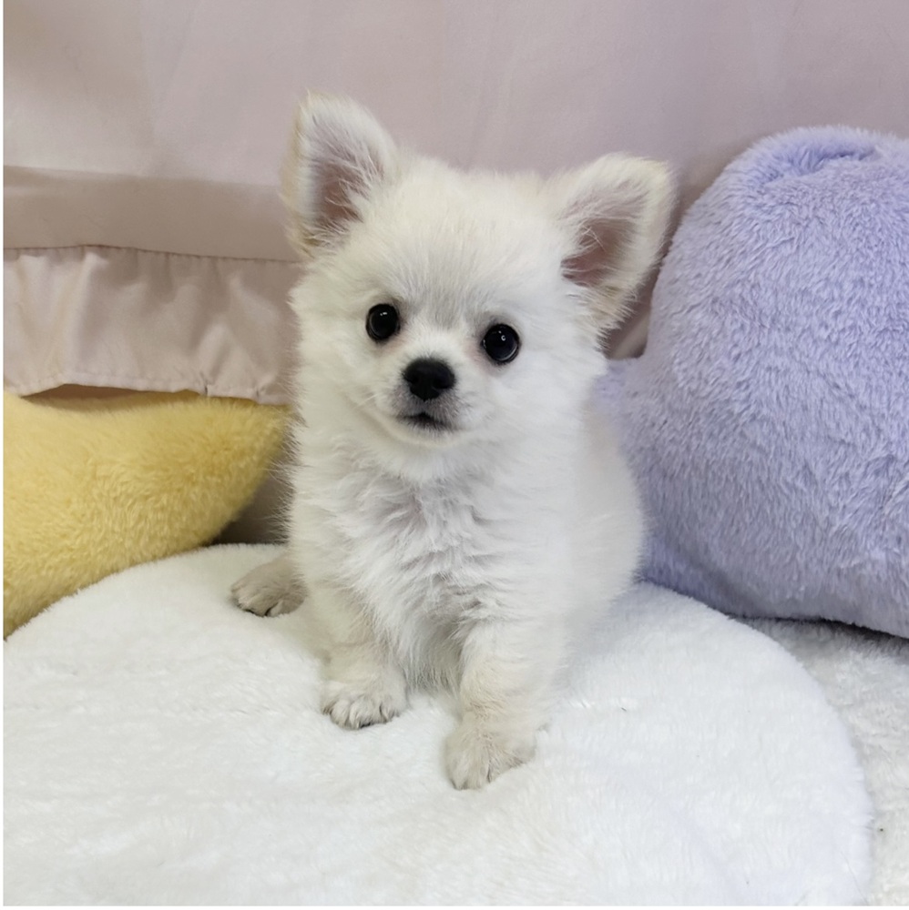 静岡県のチワワ(ロング) (犬の家＆猫の里マークイズ静岡店/2026年3月30日生まれ/男の子/クリーム)の子犬の3枚目の画像