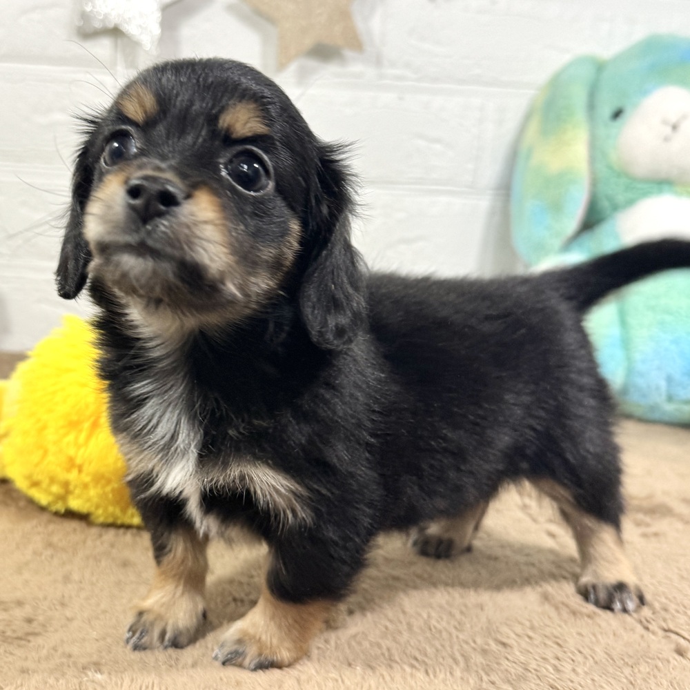 兵庫県のチワックス(チワワ×ダックス) (犬の家＆猫の里ニッケパークタウン加古川店/2025年11月1日生まれ/女の子/ブラックタンホワイト)の子犬の3枚目の画像
