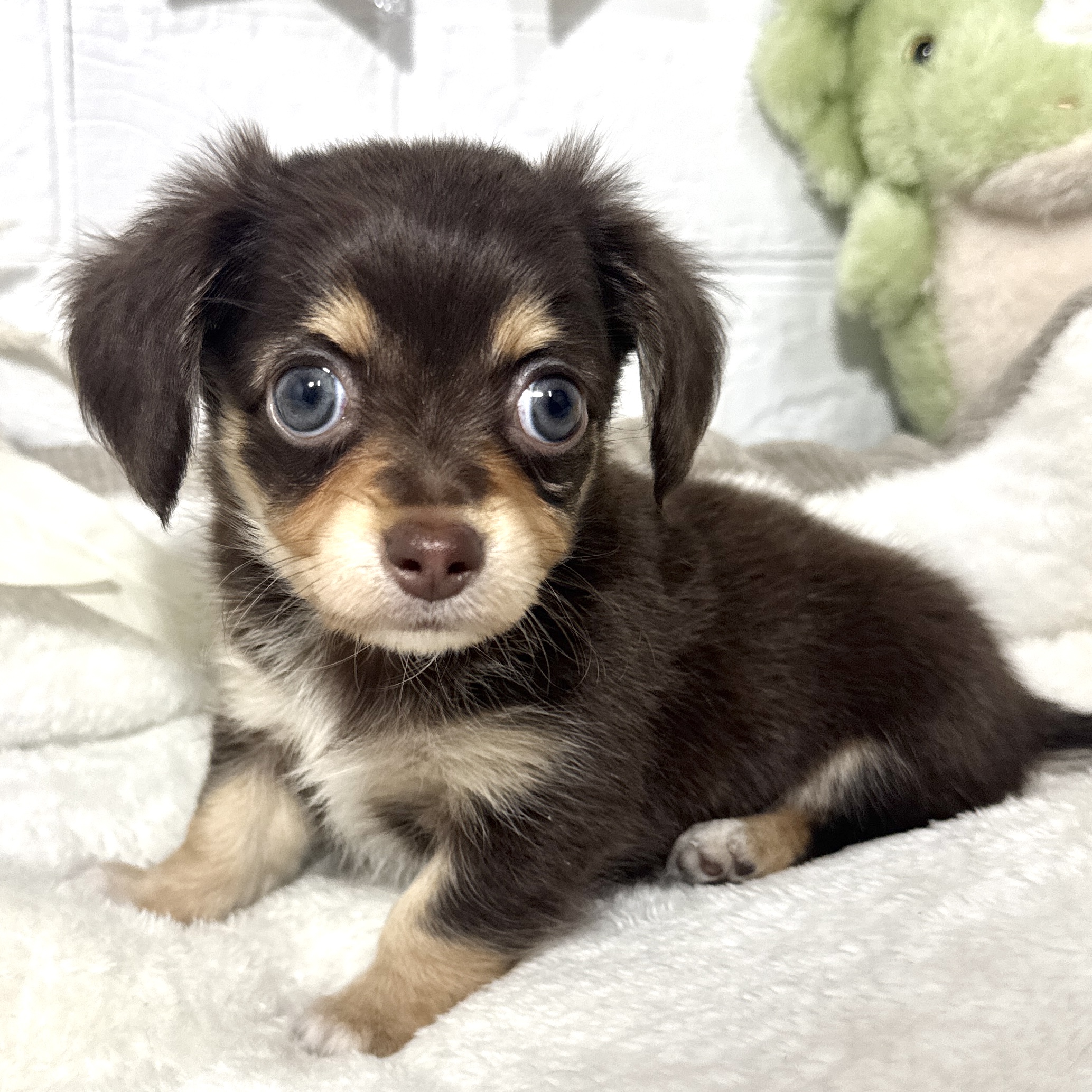 兵庫県のチワックス(チワワ×ダックス) (犬の家＆猫の里ニッケパークタウン加古川店/2026年6月9日生まれ/女の子/チョコレートイエロー)の子犬の1枚目の画像