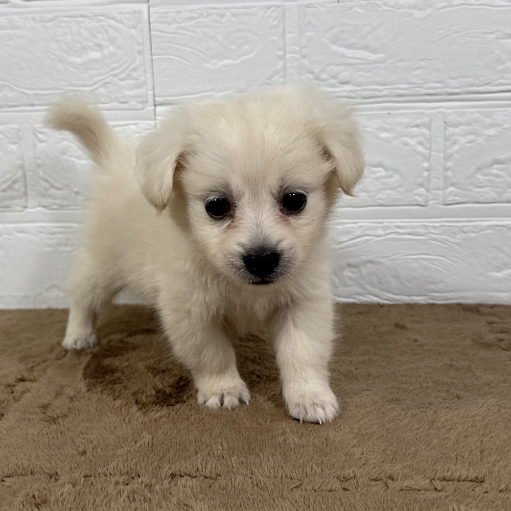 兵庫県のポメックス(ポメラニアン×ダックス) (犬の家＆猫の里ニッケパークタウン加古川店/2025年5月17日生まれ/男の子/クリーム)の子犬の3枚目の画像