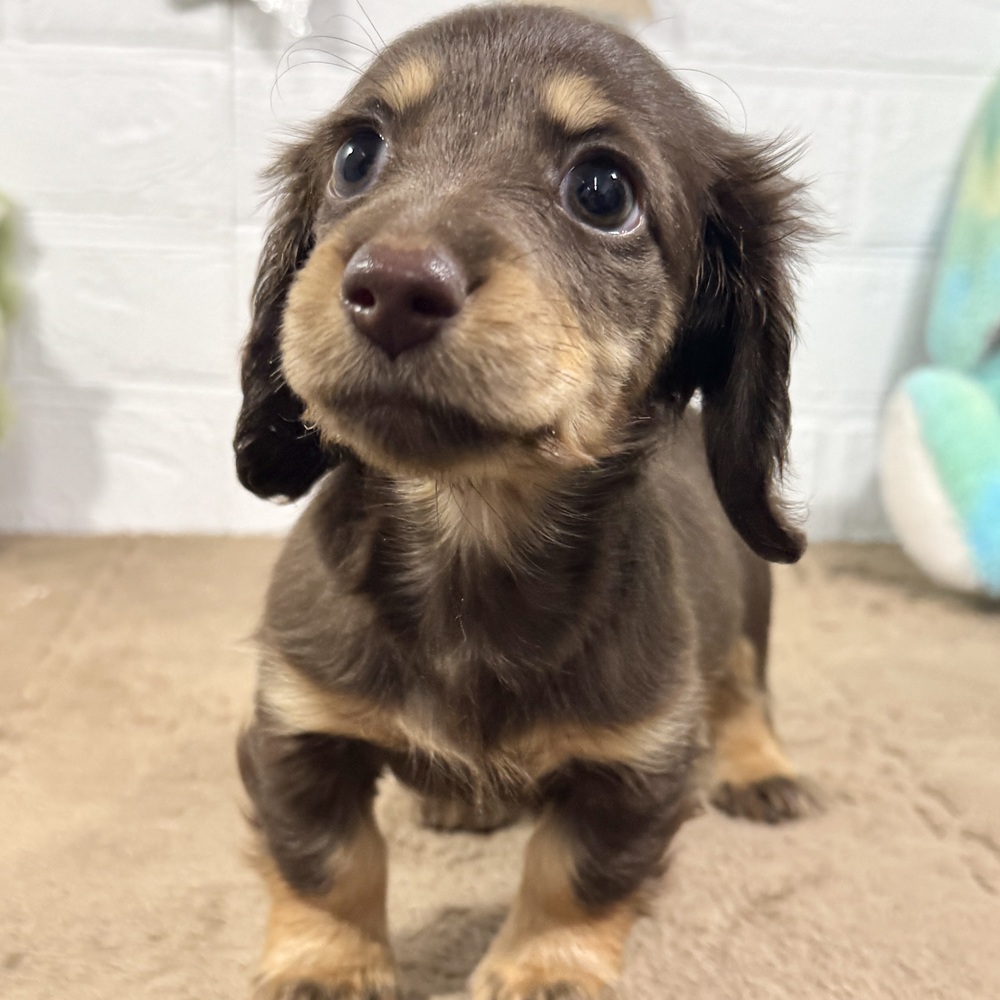 兵庫県のミニチュアダックスフンド(ロング) (犬の家＆猫の里ニッケパークタウン加古川店/2025年11月10日生まれ/女の子/ブラウンタン)の子犬の3枚目の画像