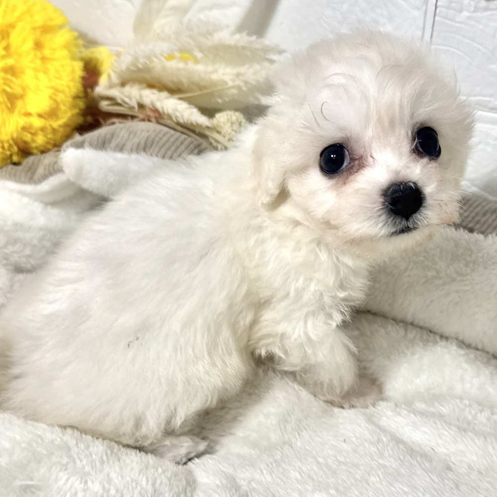 兵庫県のビションフリーゼ (犬の家＆猫の里ニッケパークタウン加古川店/2026年6月7日生まれ/女の子/ホワイト)の子犬の3枚目の画像