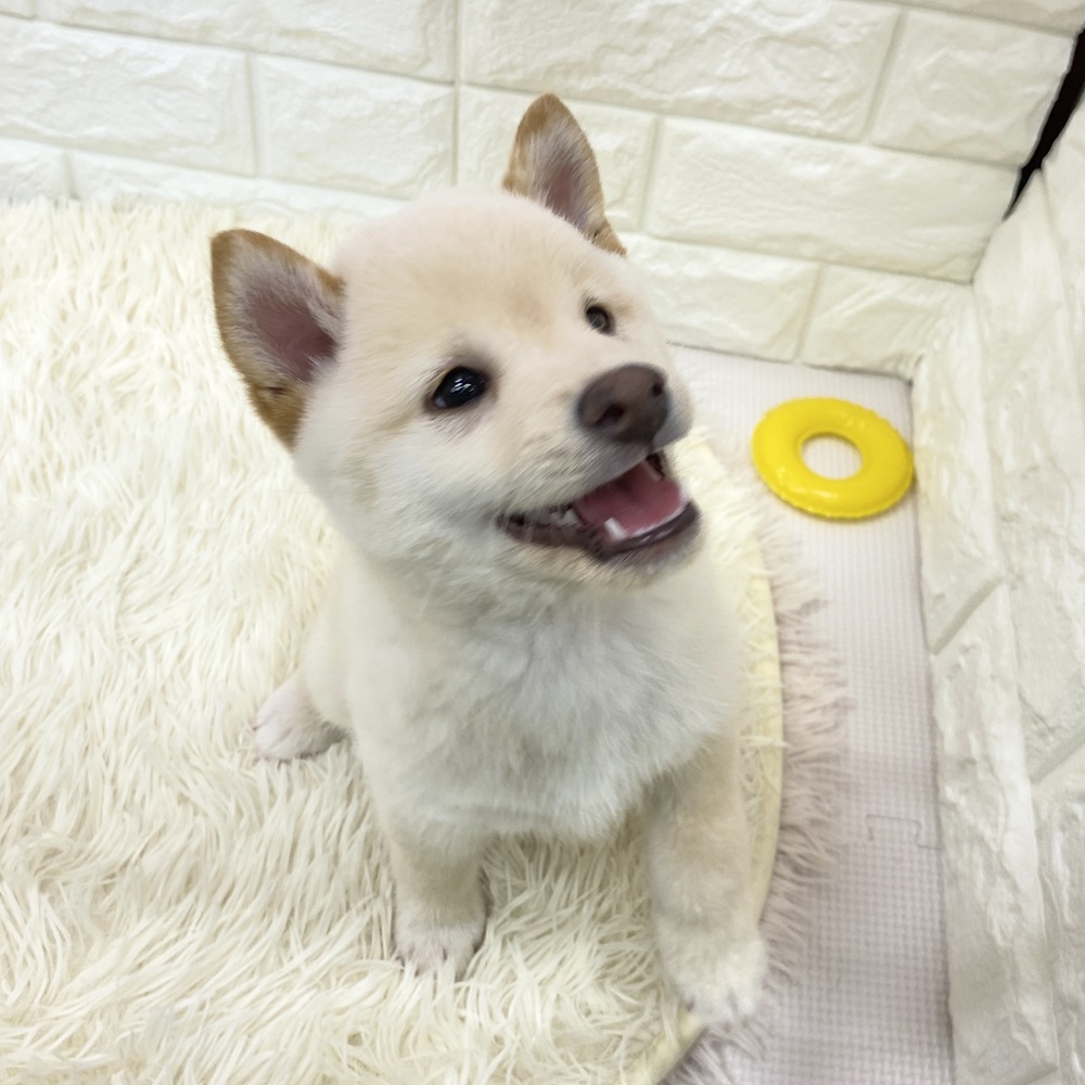 愛知県の豆柴 (犬の家＆猫の里MEGAドン・キホーテ東海名和店/2025年8月3日生まれ/男の子/白)の子犬の3枚目の画像