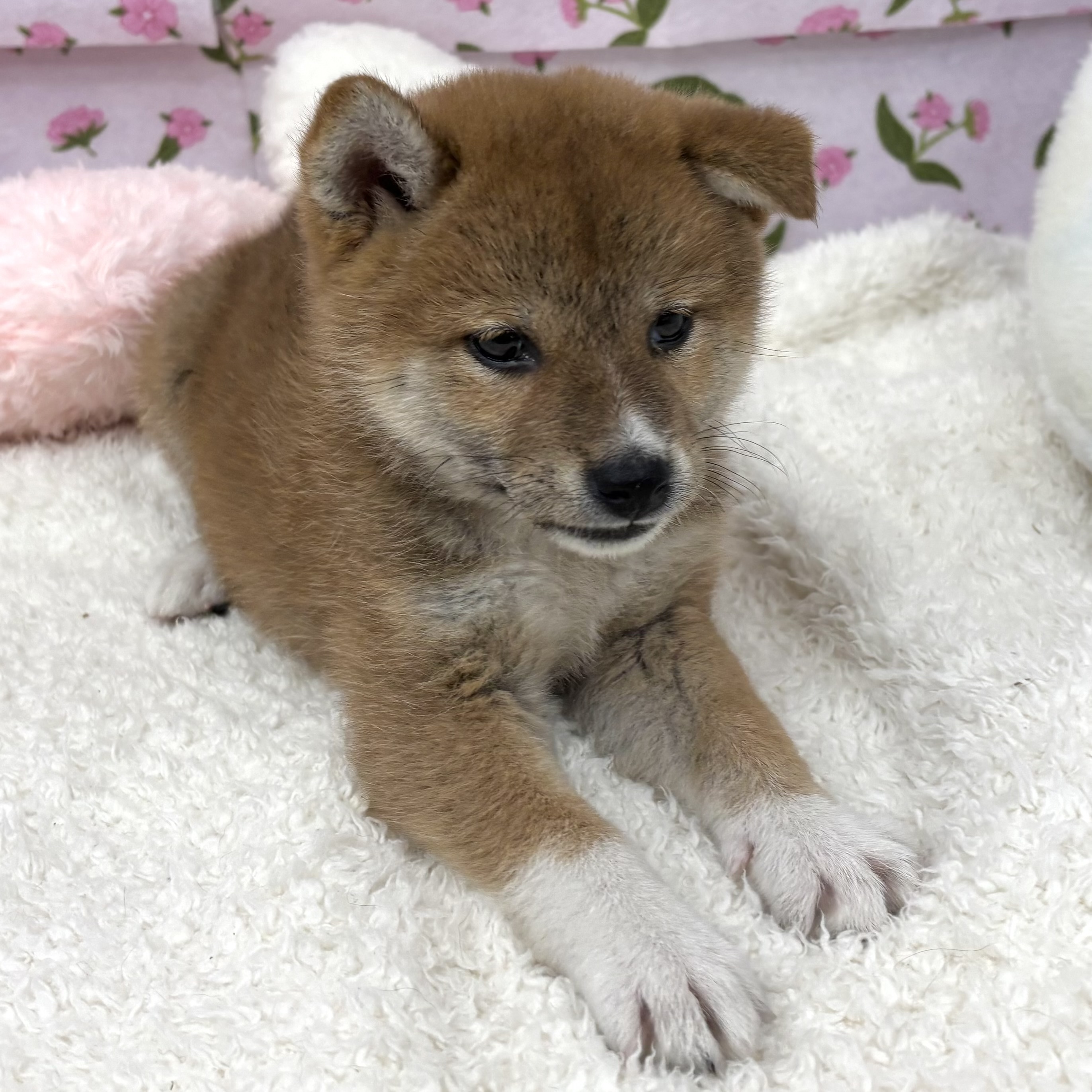 愛知県の柴犬(標準サイズ) (犬の家＆猫の里エアポートウォーク店/2026年5月29日生まれ/女の子/赤)の子犬の3枚目の画像