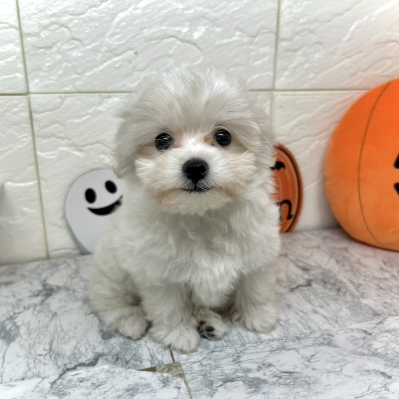 兵庫県のハーフ犬・ミックス犬 (犬の家＆猫の里ゆめタウン姫路店/2025年7月8日生まれ/女の子/クリームホワイト)の子犬の1枚目の画像