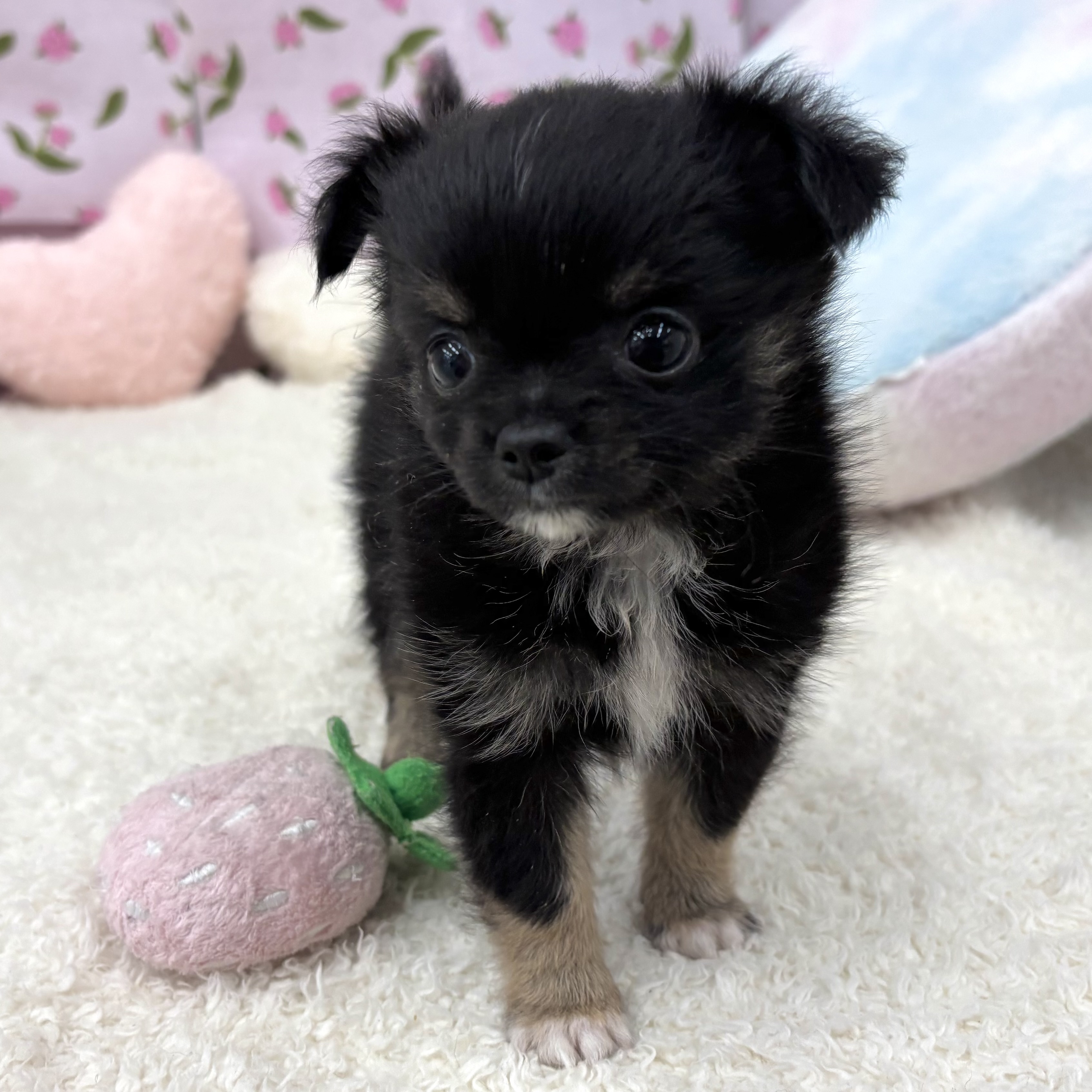 愛知県のチワワ(ロング) (犬の家＆猫の里エアポートウォーク店/2026年6月1日生まれ/男の子/ブラックタンホワイト)の子犬の3枚目の画像