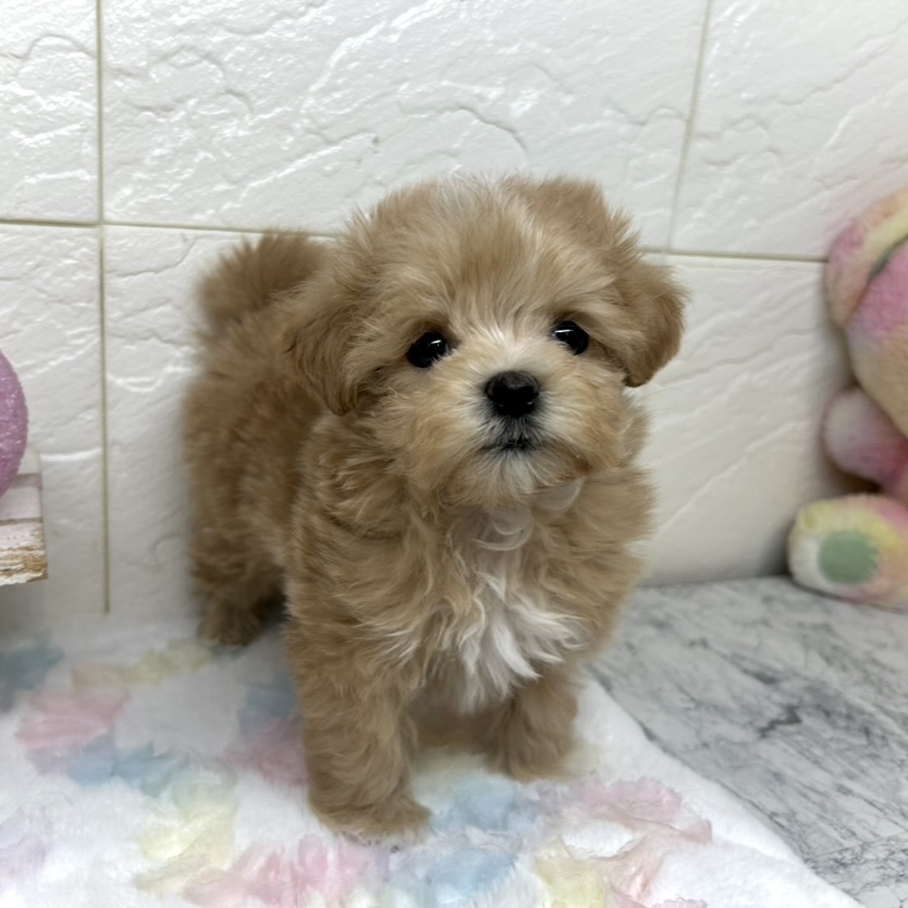 兵庫県のマルプー(マルチーズ×プードル) (犬の家＆猫の里ゆめタウン姫路店/2025年9月14日生まれ/女の子/クリーム)の子犬