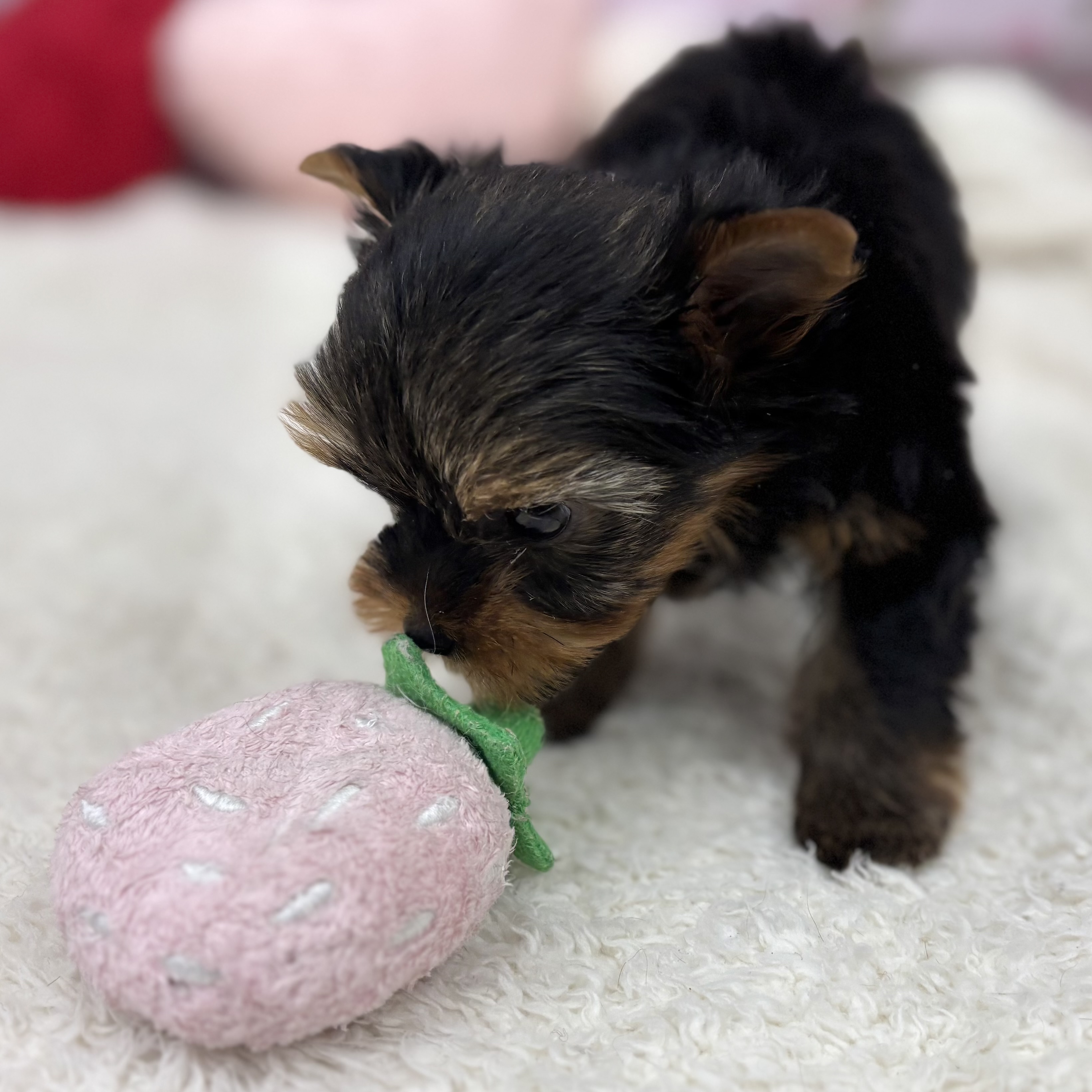 愛知県のヨークシャーテリア (犬の家＆猫の里エアポートウォーク店/2026年6月1日生まれ/男の子/スチールブルータン)の子犬の3枚目の画像