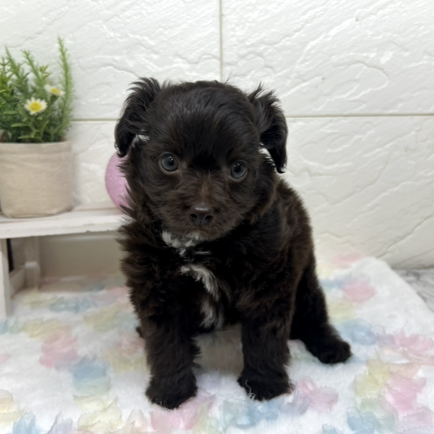 兵庫県のチワプー/プーチー(チワワ×プードル) (犬の家＆猫の里ゆめタウン姫路店/2025年9月14日生まれ/男の子/チョコレートホワイト)の子犬